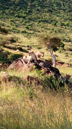 Re: Votre avis sur Safari Yoga - kwesa33 Re: Votre avis sur Safari Yoga - kwesa33