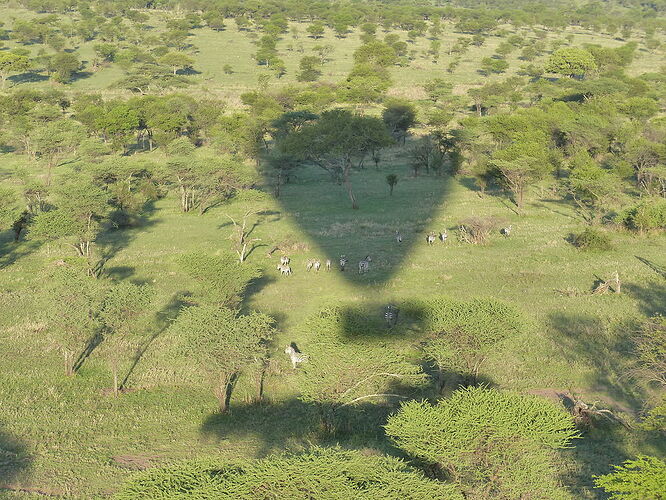 Admirons le Serengeti d'en haut ... - fabienne65