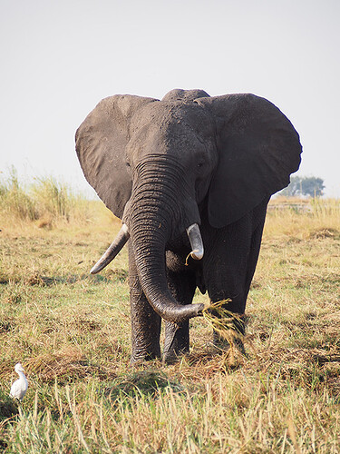 Retour de 3 semaines Chutes Victoria-Botswana-Namibie - drcarter