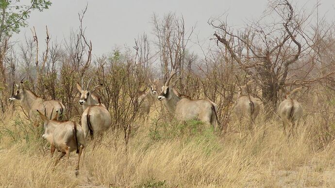 Re: NAMBOTSVIC Namibie- Botswana- Victoria Falls, 3 semaines magiques - PATOUTAILLE