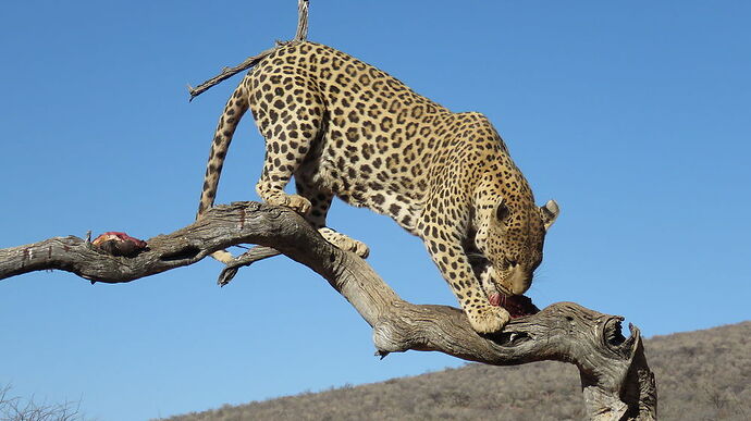 Re: amani lodge en Namibie - PATOUTAILLE