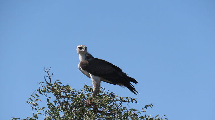 Re: NAMBOTSVIC Namibie- Botswana- Victoria Falls, 3 semaines magiques - PATOUTAILLE