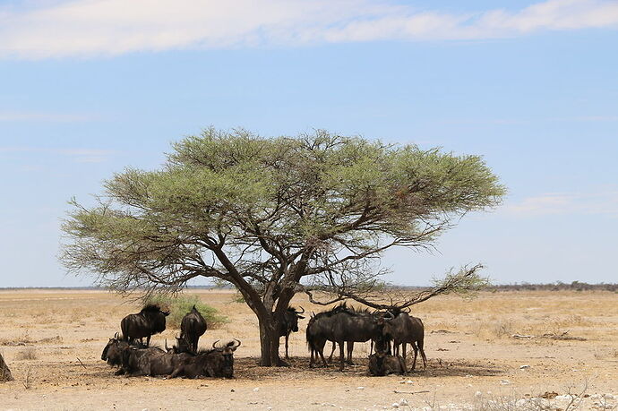 Re: La Namibie en mode tortue - Cathyves