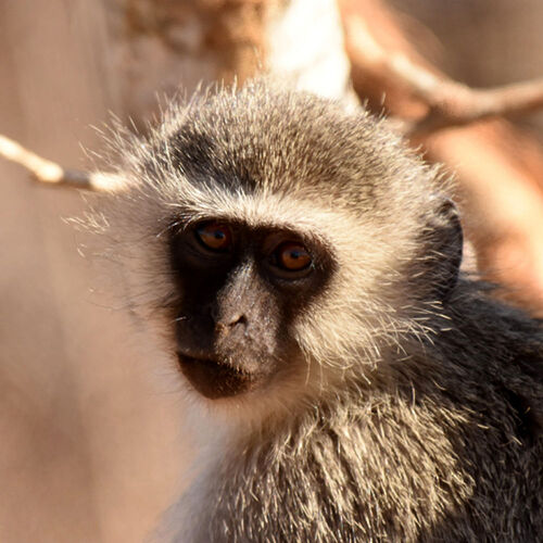 Re: Au paradis ! Compte rendu d'un voyage de 2 petites semaines en Afrique du Sud - L-argonnais Re: Au paradis ! Compte rendu d'un voyage de 2 petites semaines en Afrique du Sud - L-argonnais