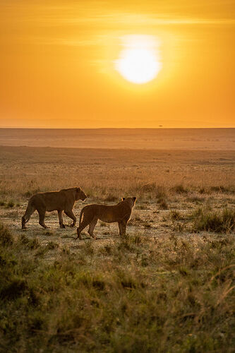 Re: Parenthèse enchantée au Masaï Mara chez Melting Pot Safaris - Mattsupertramp