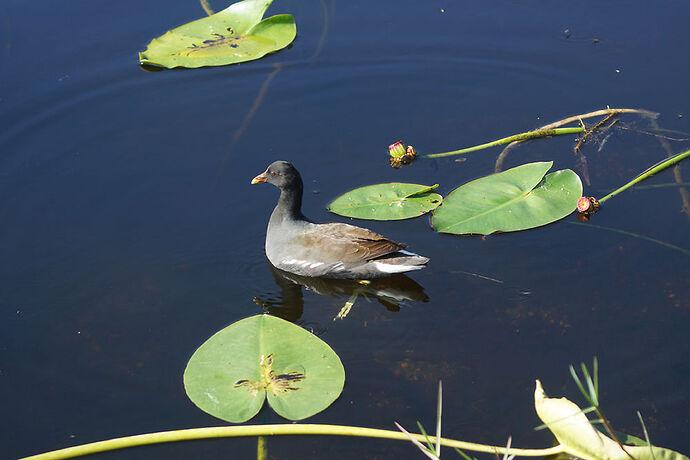 Découverte de le FLORIDE - Les KEYS & Les EVERGLADES - cartesien