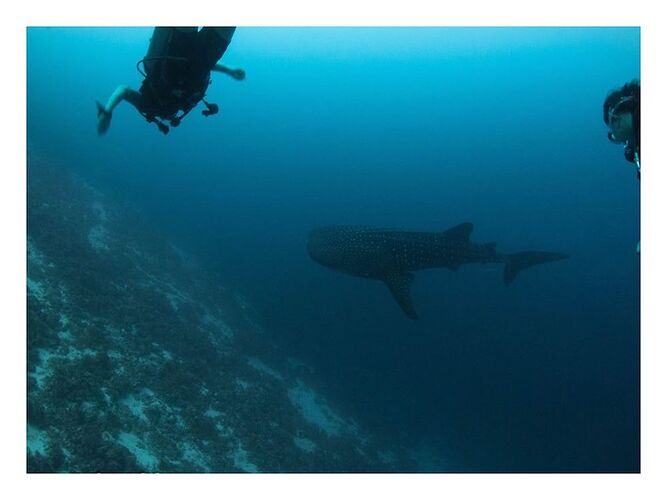 Requin Baleine du Jour ! - Philomaldives Guide Safaris