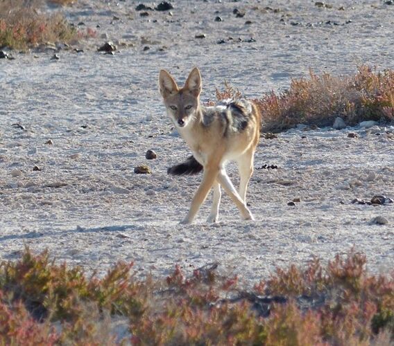 Re: 3 fabuleuses semaines Namibiennes- juillet 2021 - Patbillvoyage