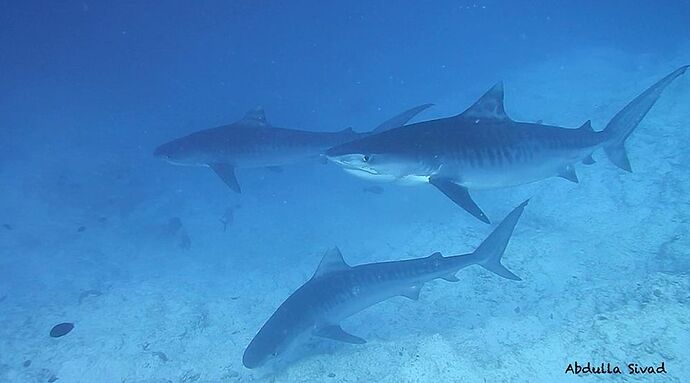 Tiger Sharks in Maldives - Gnaviyani Atoll - Equateur du sud - Philomaldives Guide Safaris