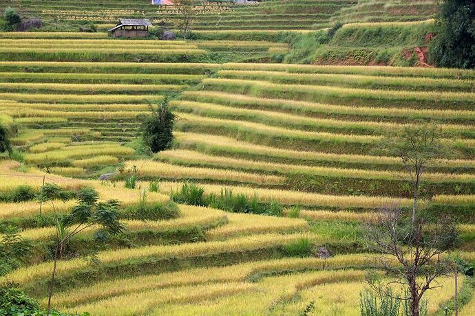 Re: Hoàng Su Phi et ses rizières en terrasse. - Abalone_vn
