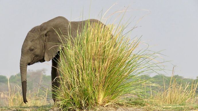 Re: NAMBOTSVIC Namibie- Botswana- Victoria Falls, 3 semaines magiques - PATOUTAILLE