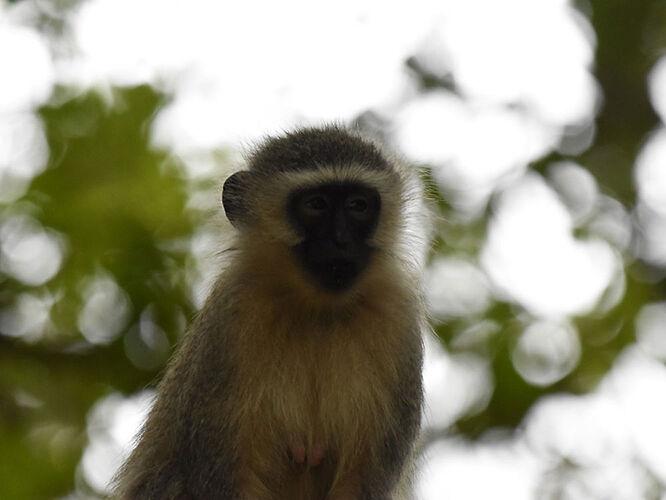 Re: Au paradis ! Compte rendu d'un voyage de 2 petites semaines en Afrique du Sud - L-argonnais Re: Au paradis ! Compte rendu d'un voyage de 2 petites semaines en Afrique du Sud - L-argonnais