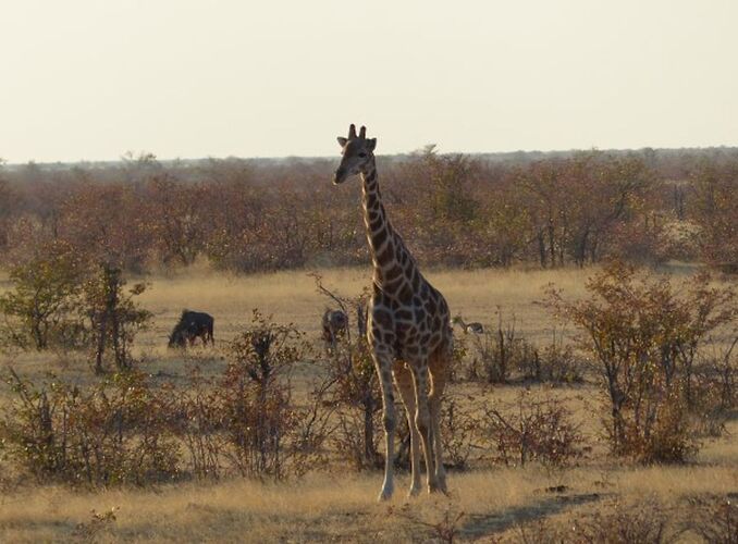 Re: 3 fabuleuses semaines Namibiennes- juillet 2021 - Patbillvoyage