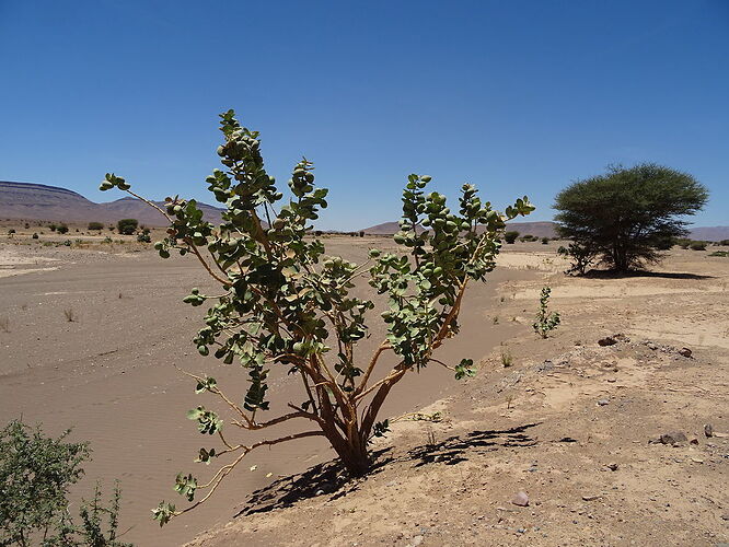 Re: Circuit d'une journée au maroc - hannahteruel