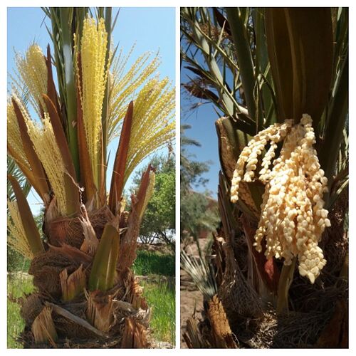 Re: Trois semaines en avril au Maroc  - trostang