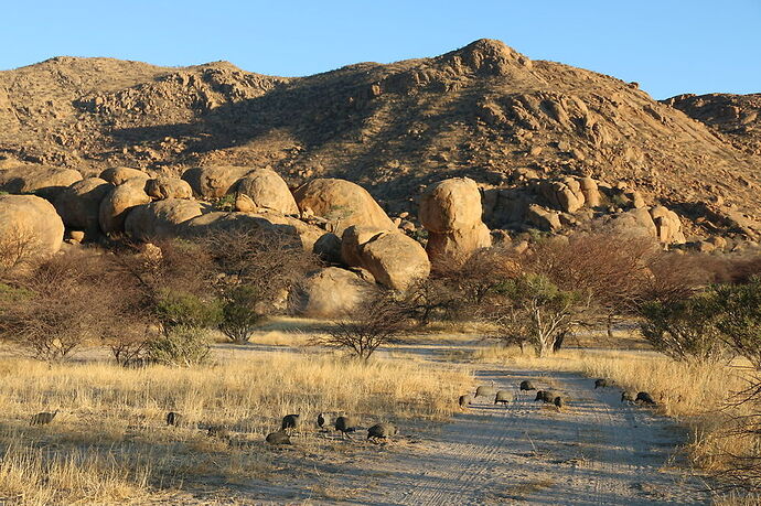 Re: La Namibie en mode tortue - Cathyves