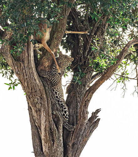 Re: Kenya juillet 2021 un nouveau safari de Samburu au Massai Mara en passant par Meru et Aberdare NP - Karen56