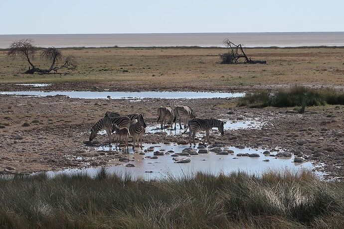 Re: Retour de Namibie fin mai début juin avec 2 loustics de 2 et 5 ans  - adefab