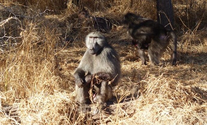 Re: 3 fabuleuses semaines Namibiennes- juillet 2021 - Patbillvoyage