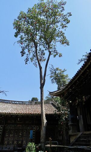 Weibaoshan, la montagne taoïste.  - PATOUTAILLE