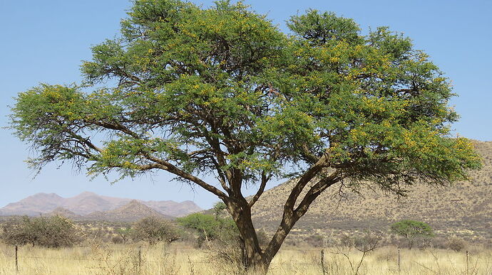 Re: NAMIBIE SUD et KTP, retour de 3 semaines magnifiques! - PATOUTAILLE