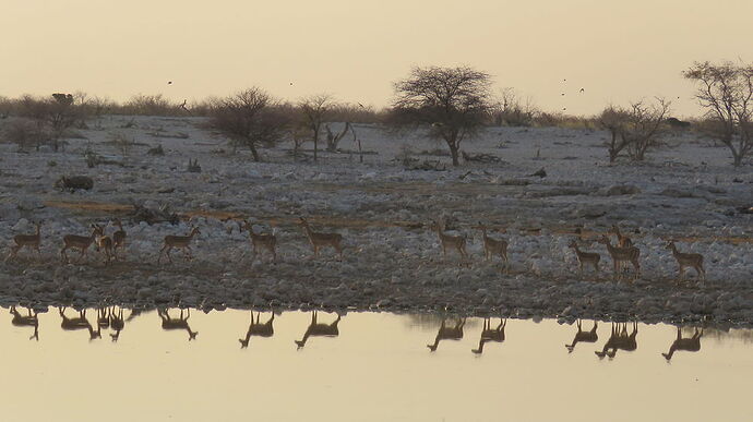 Re: NAMBOTSVIC Namibie- Botswana- Victoria Falls, 3 semaines magiques - PATOUTAILLE