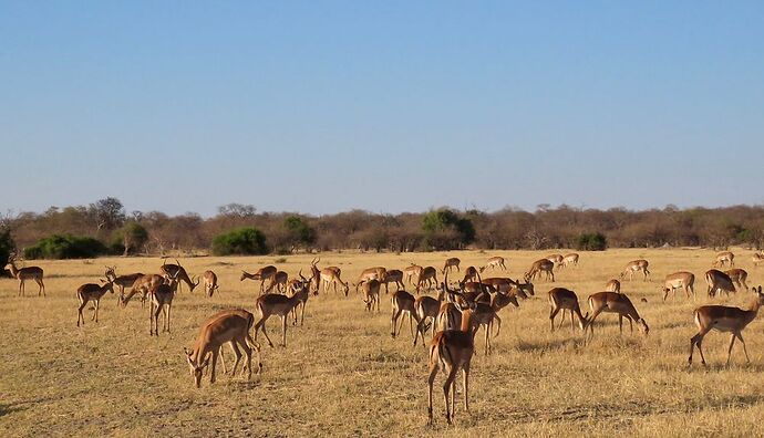 Re: NAMBOTSVIC Namibie- Botswana- Victoria Falls, 3 semaines magiques - PATOUTAILLE