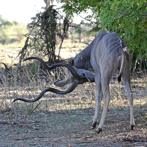 Re: A Sélous & Ruaha, pour le plaisir . - puma