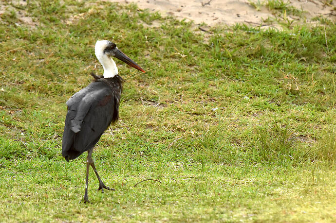 Re: Au paradis ! Compte rendu d'un voyage de 2 petites semaines en Afrique du Sud - L-argonnais Re: Au paradis ! Compte rendu d'un voyage de 2 petites semaines en Afrique du Sud - L-argonnais