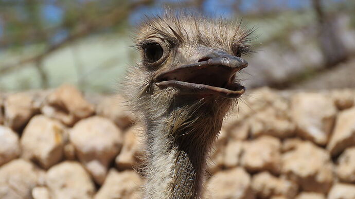 Retour en Namibie. - PATOUTAILLE