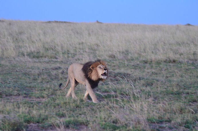 Admirons le Serengeti d'en haut ... - fabienne65