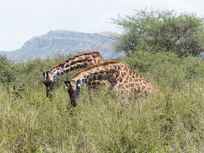 Re: Une averse de lions... novembre 2021 dans les grands parcs du Nord de la Tanzanie - fabienne65