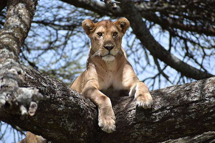 Re: Safari avec Waltz Tour Safaris en Tanzanie  - Laura-Plp