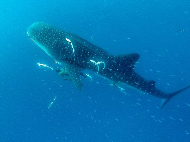 Les Requins - Baleine Observables toute l'année aux Maldives - Philomaldives Guide Safaris