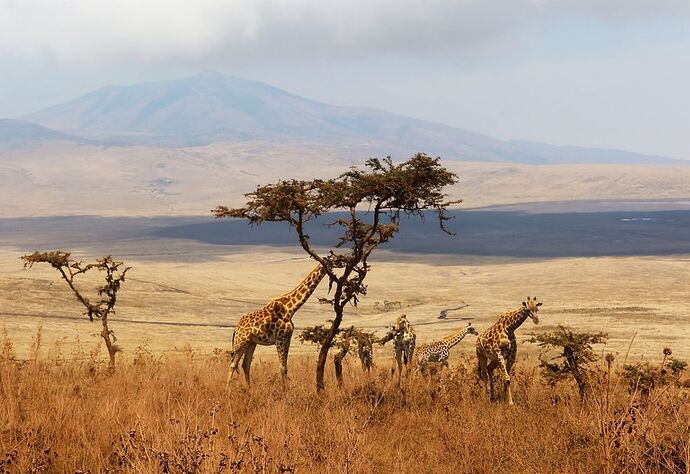 Retour de vacances en Tanzanie avec l'agence Corto Safaris - BenoitGa