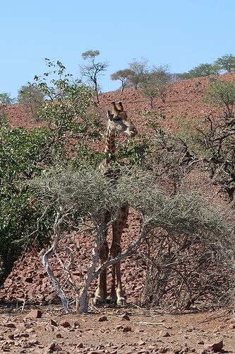 Re: Retour de Namibie fin mai début juin avec 2 loustics de 2 et 5 ans  - adefab