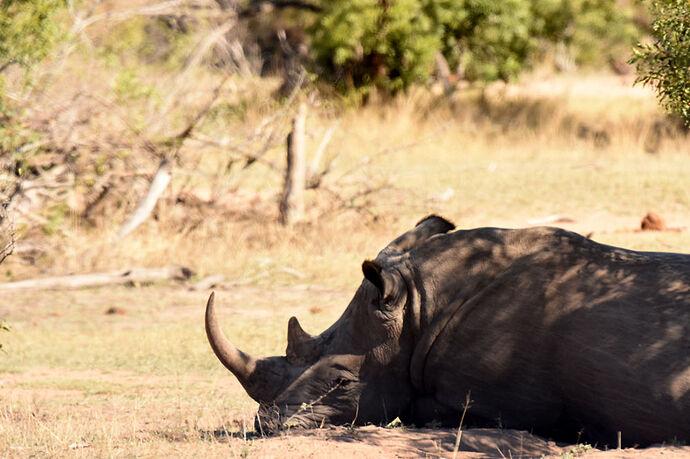 Re: Au paradis ! Compte rendu d'un voyage de 2 petites semaines en Afrique du Sud - L-argonnais Re: Au paradis ! Compte rendu d'un voyage de 2 petites semaines en Afrique du Sud - L-argonnais