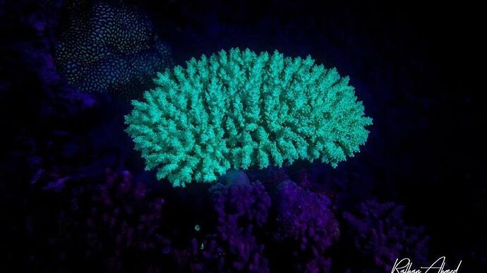 Le Corail aux Maldives - Fluo Night Dive Vaavu Atoll - Philomaldives Guide Safaris