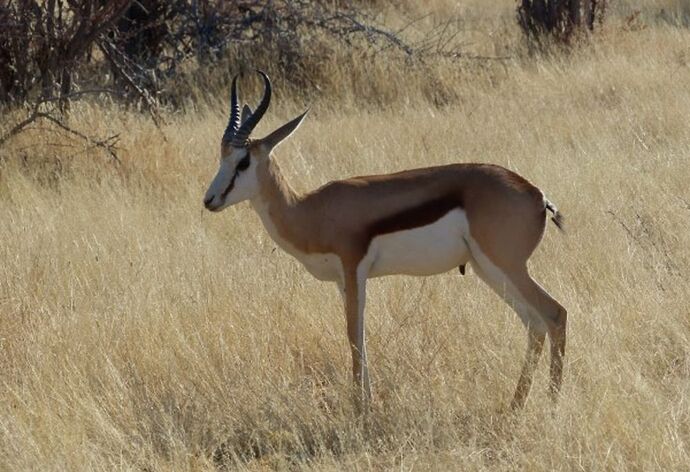 Re: 3 fabuleuses semaines Namibiennes- juillet 2021 - Patbillvoyage