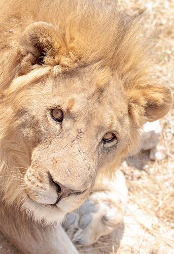 Re: Namibie : J'ai choppé le virus, j'y retourne - Millie