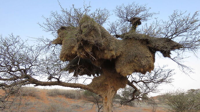 Re: NAMIBIE SUD et KTP, retour de 3 semaines magnifiques! - PATOUTAILLE