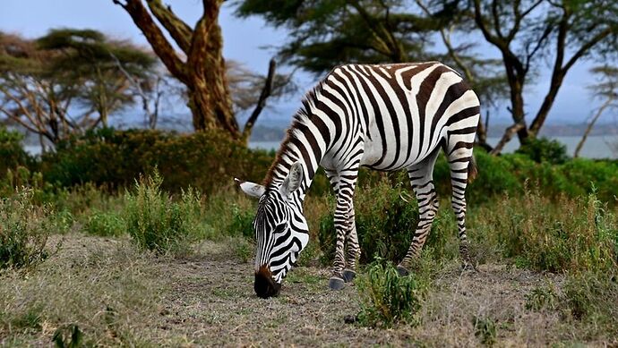 Re: Au coeur du Kenya ; le Kenya dans le coeur - Jmarc71