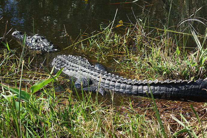 Découverte de le FLORIDE - Les KEYS & Les EVERGLADES - cartesien