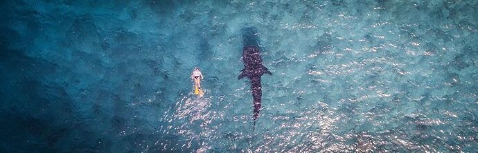Whale-shark sky view - Philomaldives  Guide  Maldives