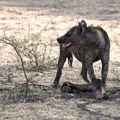 Re: A Sélous & Ruaha, pour le plaisir . - puma