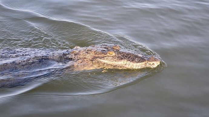 Un crocodile de Morelet