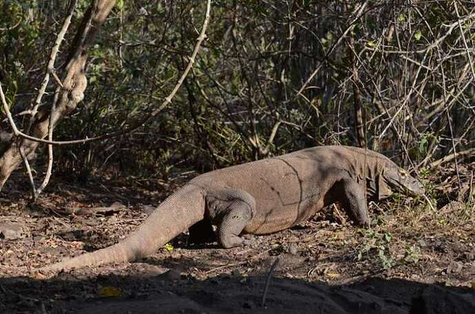 Dragon de Komodo, Rinca