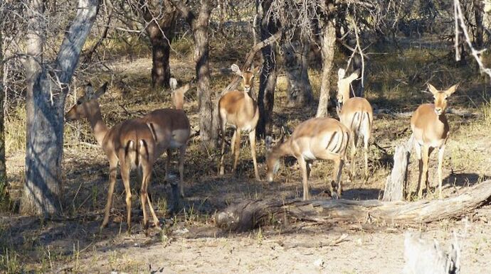 Re: 3 fabuleuses semaines Namibiennes- juillet 2021 - Patbillvoyage