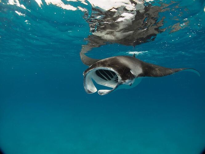 Dhigurah Lagon - feeding time  - Philomaldives Guide Safaris