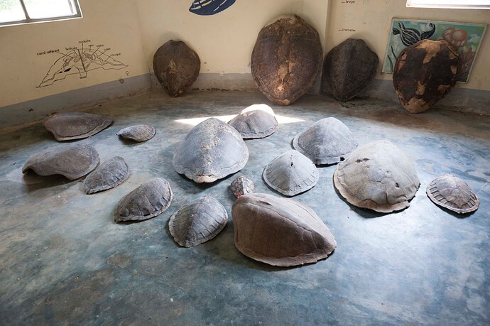 Des carapaces en expo dans la musée de la tortue